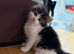 Maine coon x ragdoll x fluffy longhaired kittens