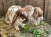 2 female plush lops