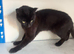 kitten black 7 months