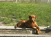 KC REG FOX RED