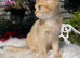 Golden Female Kitten Ready Now