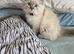 2 persain kittens boy girl