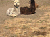 2 male alpaca 10 months old