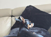 Russian toy terrier, two boys puppies