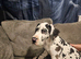 Harlequin great dane