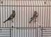 2025 goldfinch proven pair