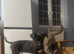 Mastiff x
