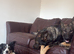 WORKING LINE INTACT MALE GERMAN SHEPHERD