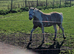 15.2hh mare