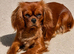 Stunning 2 year old KC Cavalier for forever home