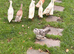Runner ducklings