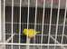 Fife canary for sale