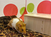 Brown and white Syrian hamster.