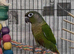 Baby conure for sale