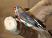 Zebra Finches for sale,4