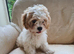 Puppies for sale