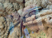 Pair of kimbery rock monitors