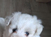 Maltese puppy's