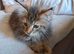 XXL Maine Coon Kittens.