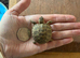 Horsfield (Russian) tortoise hatchlings, 2026, for sale
