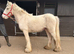 Handsome Palamino Gelding