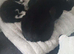 little kittens to give away