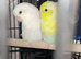 Parrotlets
