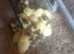 Muscovy ducklings