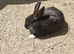 Mini rex babies