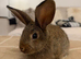 Beautiful Baby Does Looking for Their Forever Homes