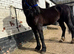 Romeo - 14.2 sec d gelding