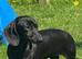 Miniature dachshund puppies 3 left.