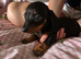 Miniature dachshund boy