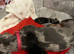 2 female mini smooth haired Dachshund puppies