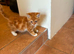 Kittens available