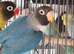Lovebirds for sale.