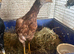 Asil pullets this years.