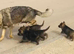 German Shepherd cute Puppies