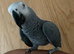 Tame and talkative African grey