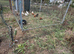 Flock of hens