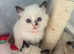 Beautiful Ragdoll type girl HCM and PKD clear