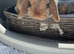 Pure bred show quality Mini lop does