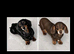 Retired girls looking for their forever homes