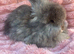 English angora