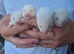 Small Albino ferrets