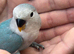 Baby lovebird