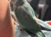 Hand tame female Indian ring neck