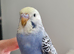 Budgies 2 months old