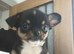 Chihuahua puppy (READY NOW)