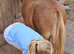6yo shetland mare